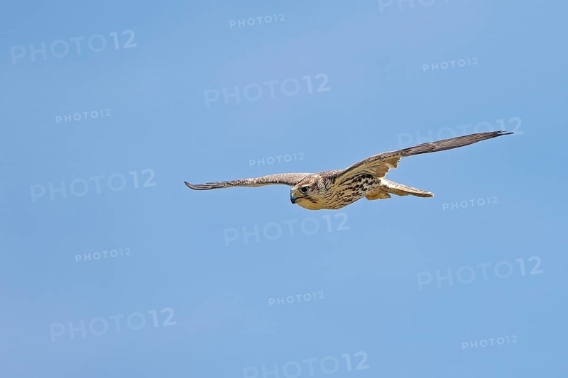 Saker falcon