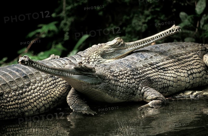 Gavial or Gharial