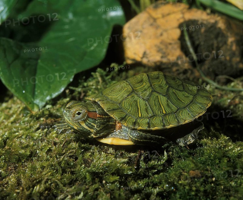 Red eared slider
