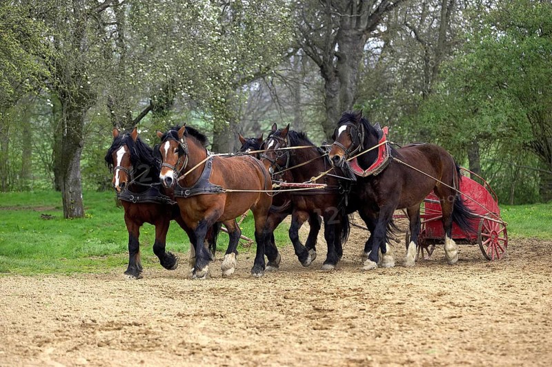 Cob Normand horse
