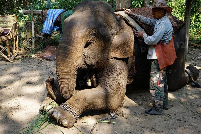 Elephant and elephant guide