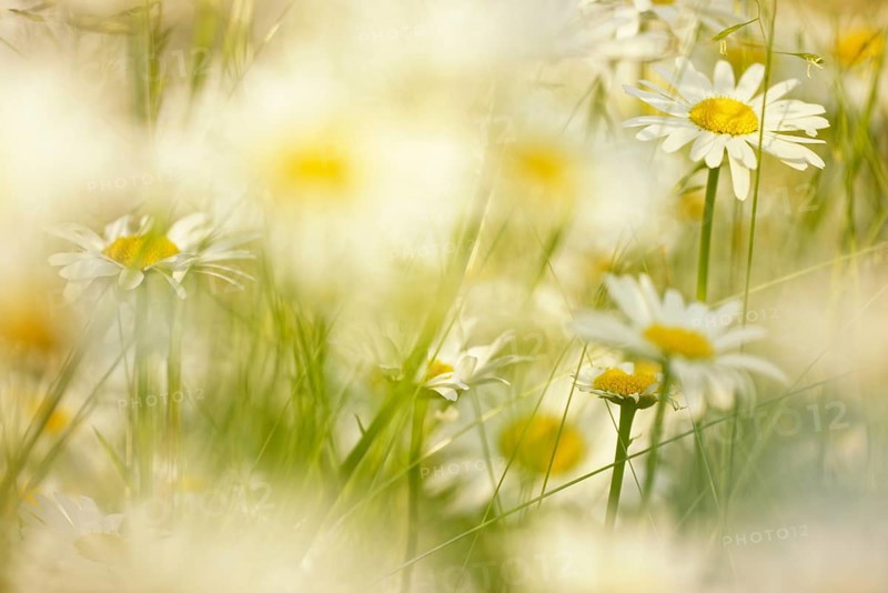 Ox eye daisy