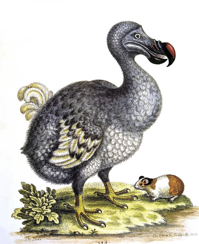 DODO