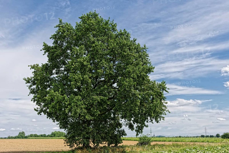 English oak