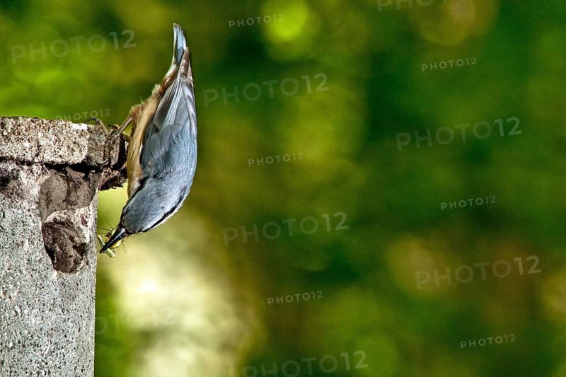 Nuthatch with food at the nest box