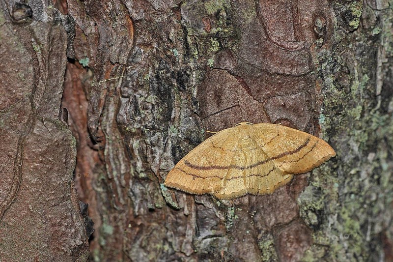 Red beech guertel moth
