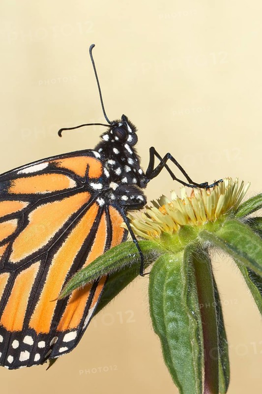 Monarch butterfly