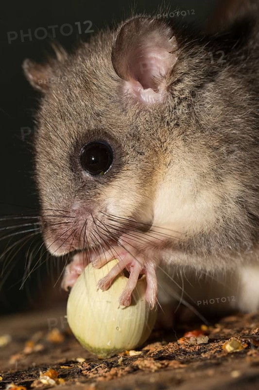 Fat dormouse