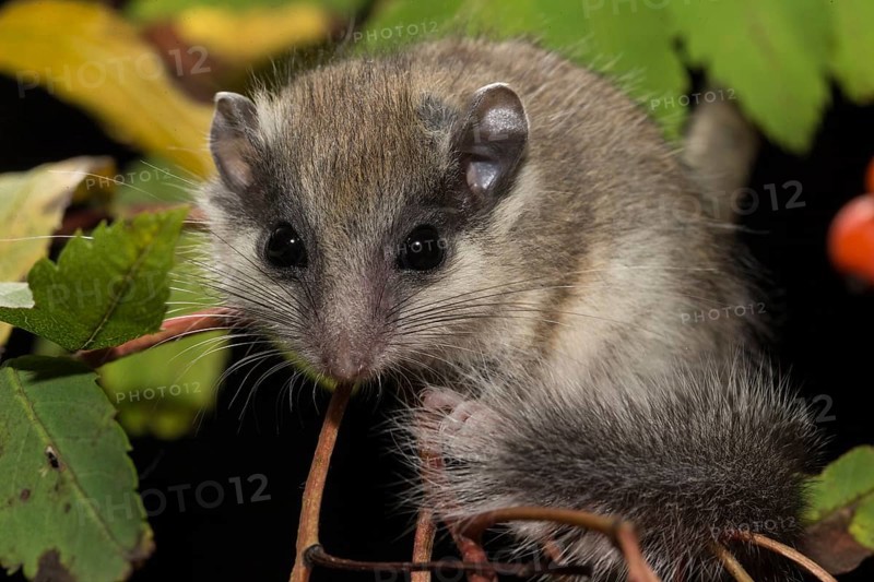 Tree dormouse