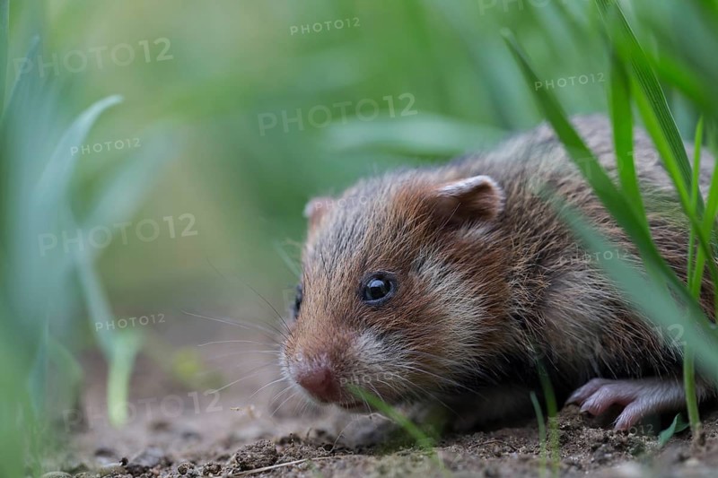 European Hamster
