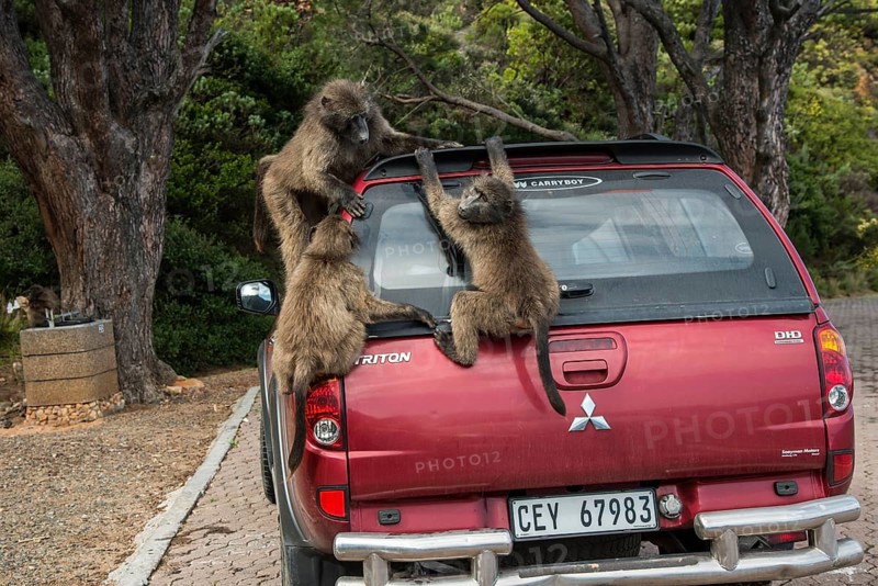 Chacma baboons