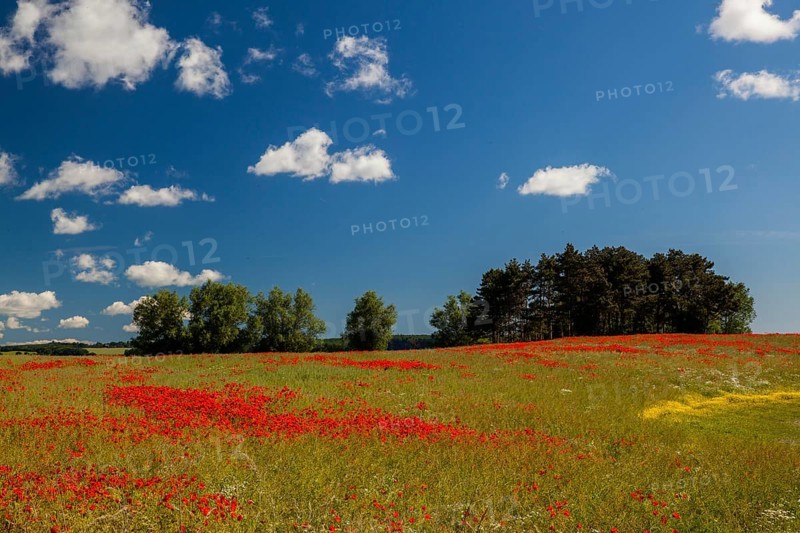 Poppy field