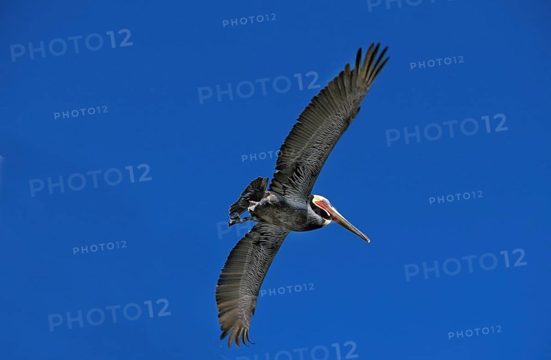 Brown Pelican