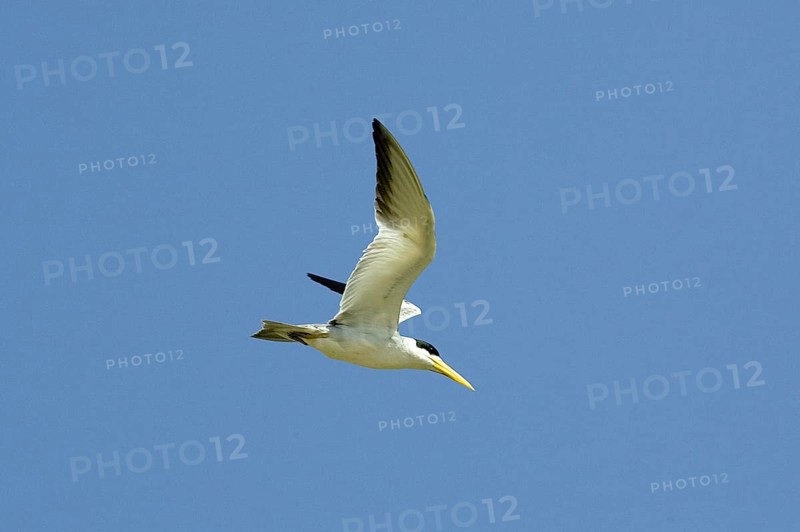 Large billed tern