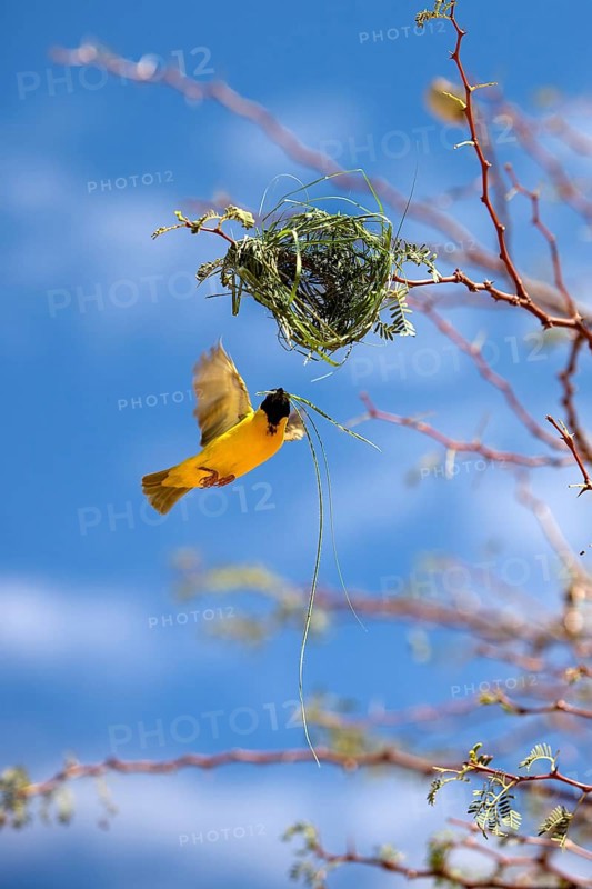 Southern Masked Weaver