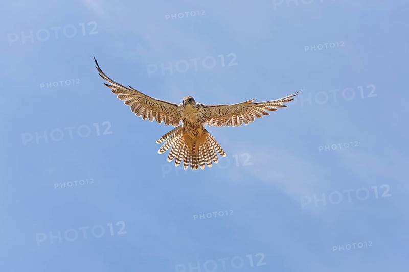 Saker falcon