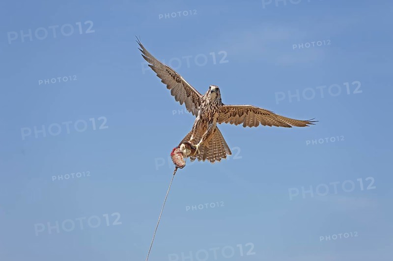 Saker falcon