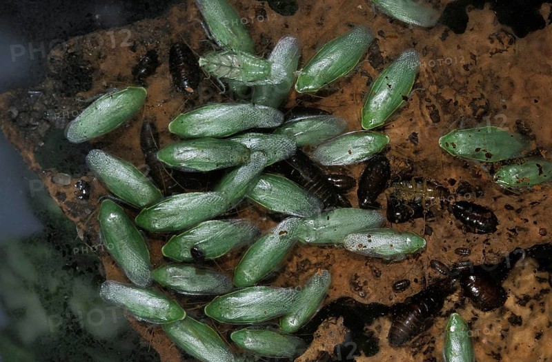 Green banana cockroach