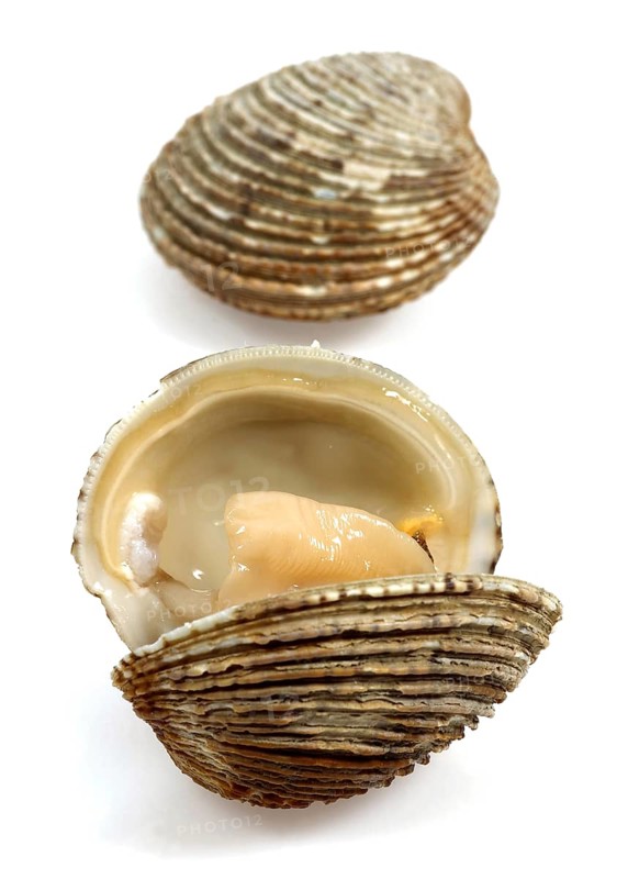 Shells