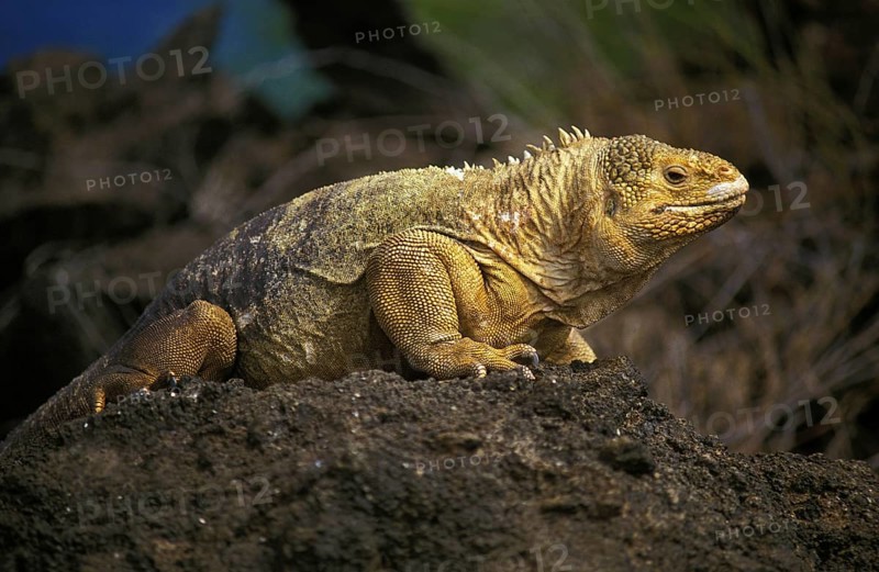 Galapagos Land Iguana