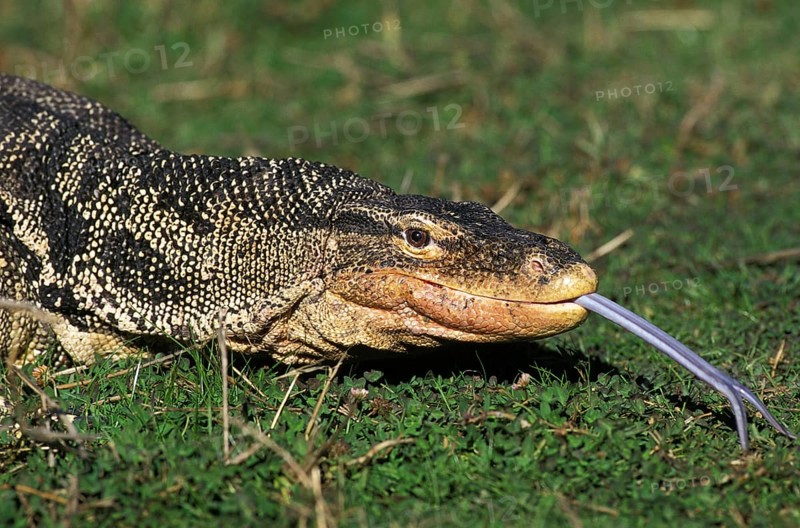 Water monitor
