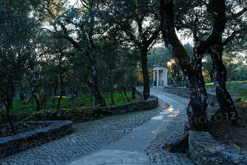 Holm Oak