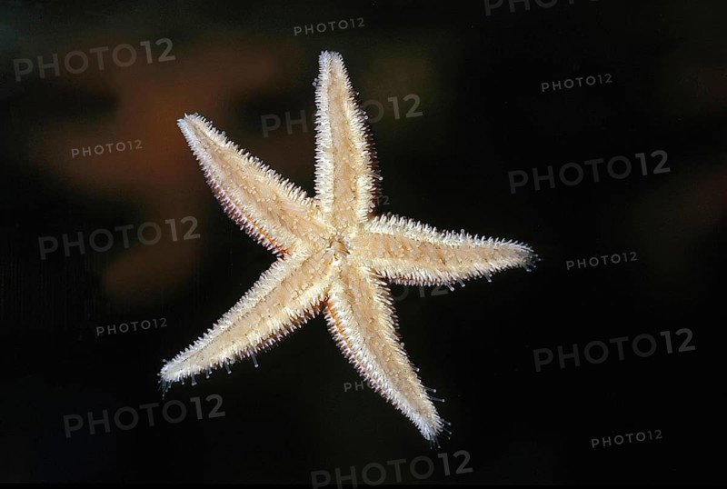 Common Starfish