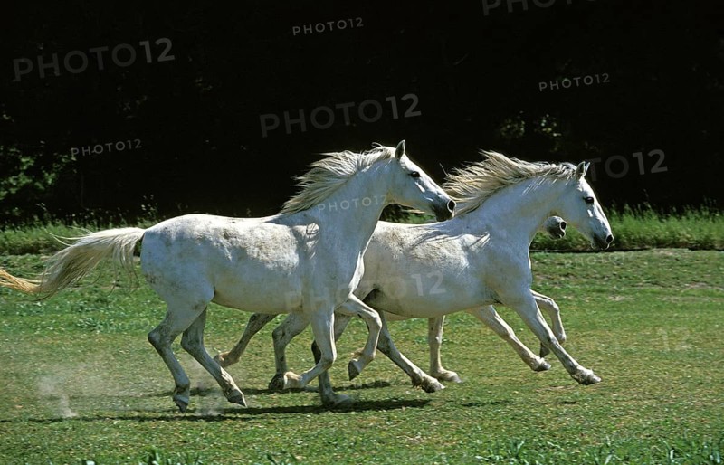 LIPIZZAN HORSE