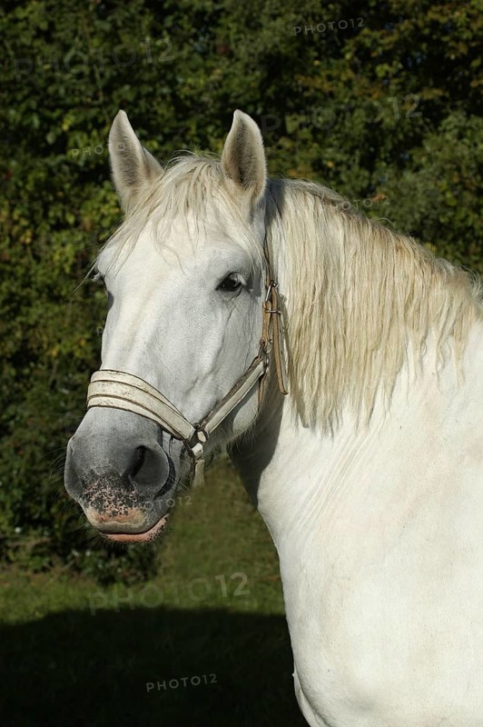 Percheron horse