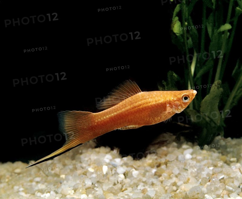 Xiphophorus helleri