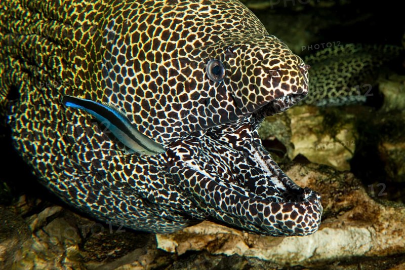 Honeycomb moray