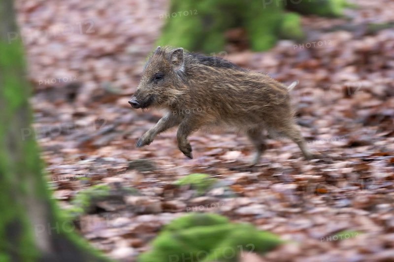 Wild Boar