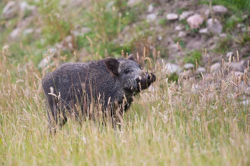 Wild Boar