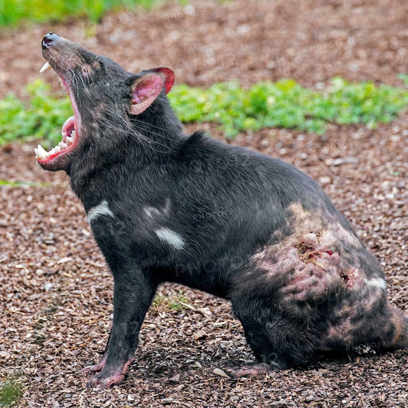 Wounded Tasmanian devil