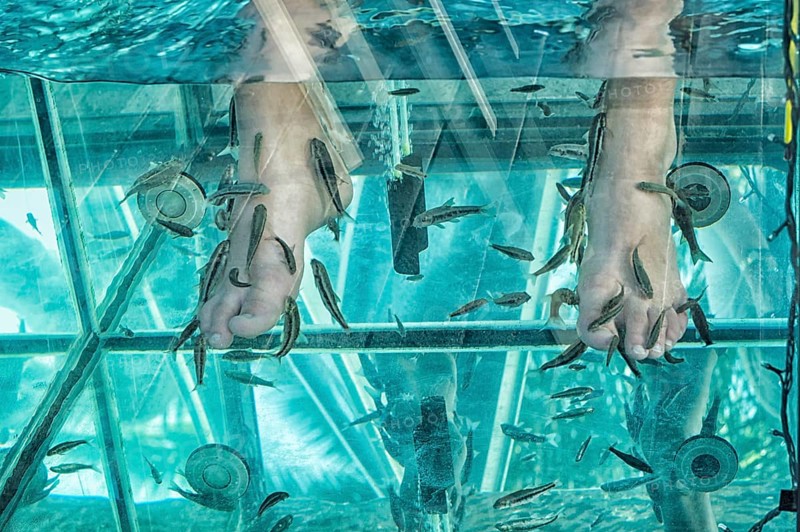 Doctor fish