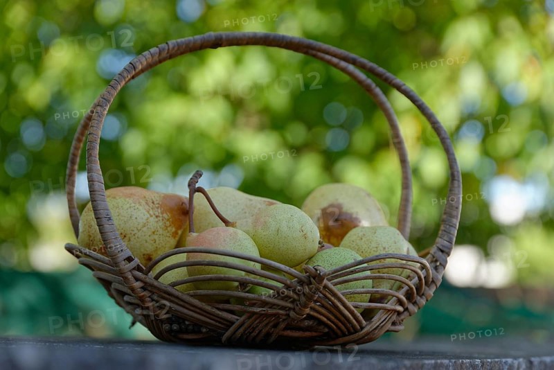 European Pear