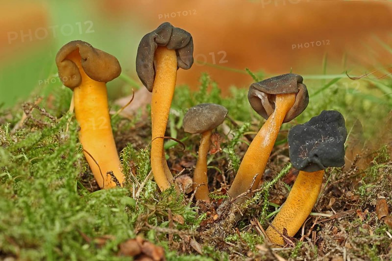 Greenish yellow gall cap