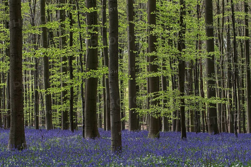Bluebells