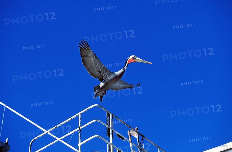 Brown Pelican