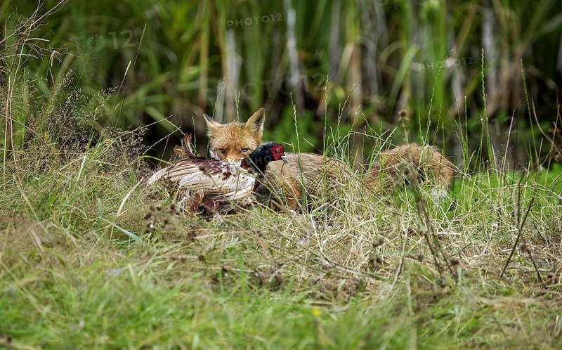 RED Fox