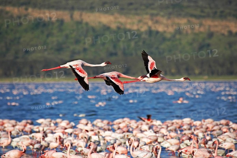 Lesser Flamingo