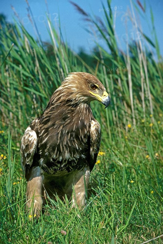 Imperial Eagle