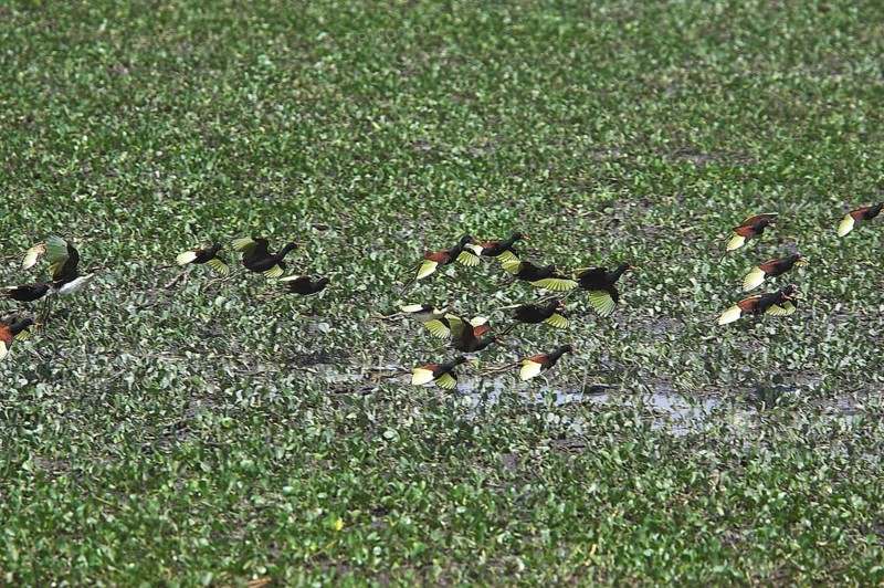 Wattled jacana