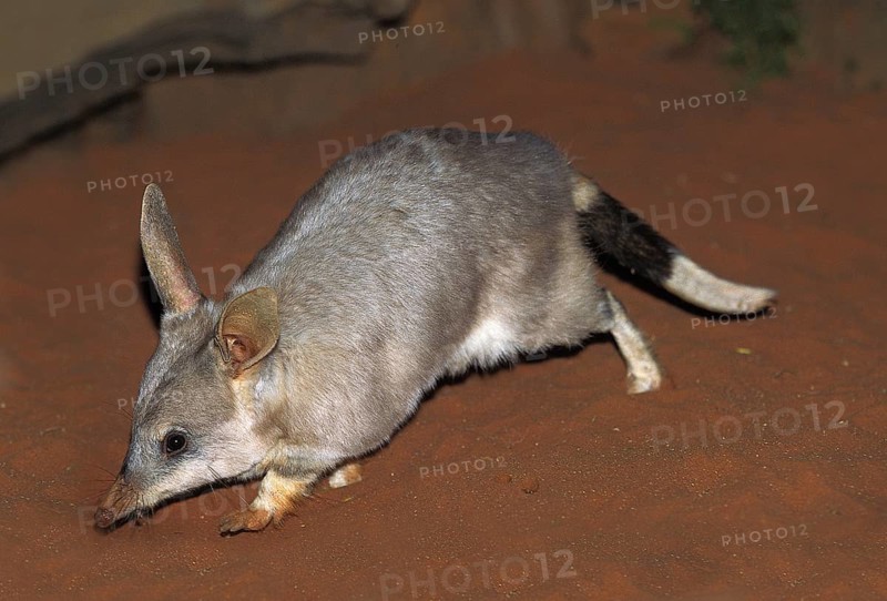 Greater bilby