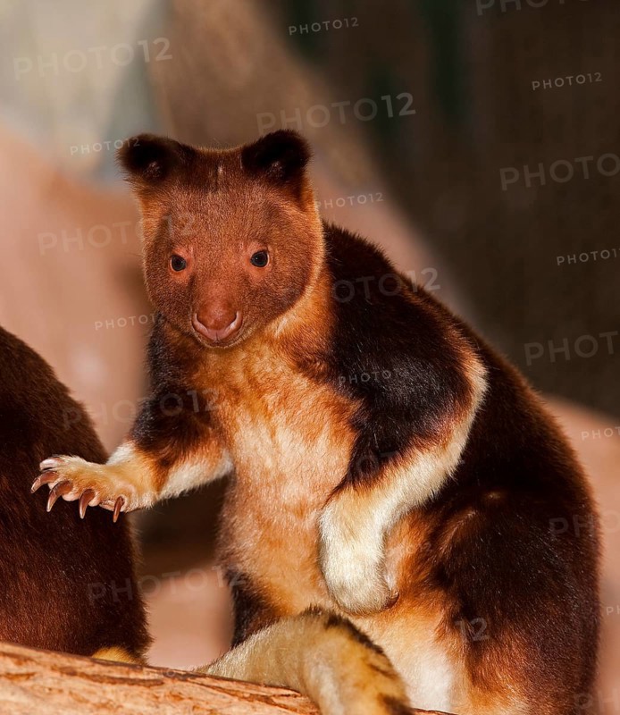 Goodfellow's Buergers' tree kangaroo