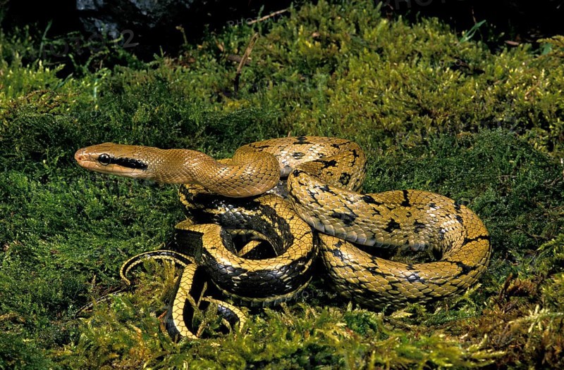 Taiwan Beauty Snake