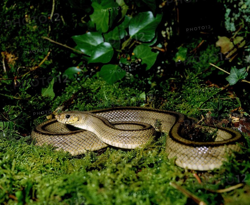Ladder snake