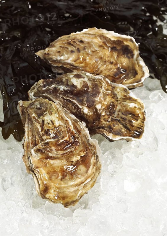 FRENCH AUSTRIA MARENNES D'OLERON ostrea edulis ON ICE