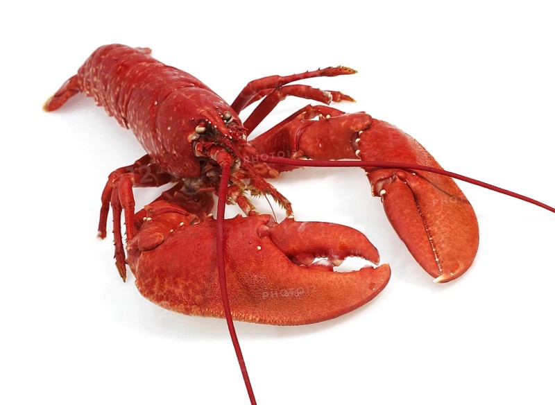 Boiled Lobster