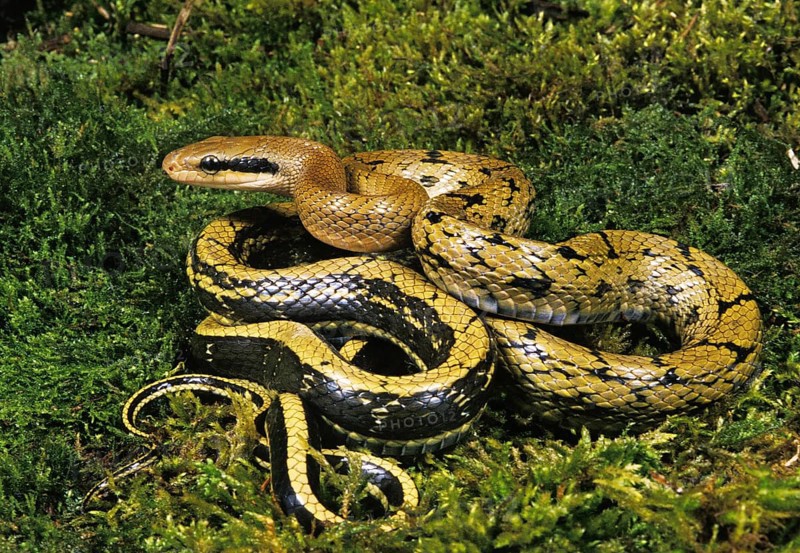 TAIWANESE Beauty rat snake